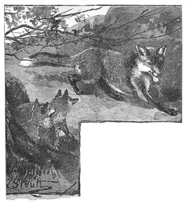 キツネとカブス、c1900 作： Helena J. Maguire
