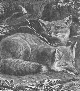 Fox at Home、c1900 作： Helena J. Maguire