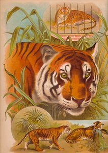タイガー、c1900