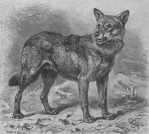 オオカミ、c1900 作： Helena J. Maguire