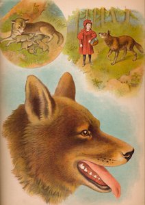 オオカミ、c1900