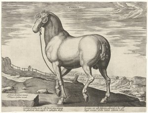 コルシカ島の馬 Corsvs (オブジェクトのタイトル) オーストリアのドン ファンの王室厩舎の馬の品種 (シリーズ タイトル) Equile Ioannis Austriaci Caroli (シリーズタイトル) 作： Hendrick Goltzius (possibly)