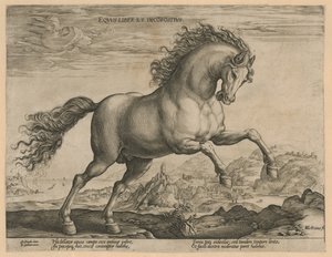 野生の馬 Eqvvs liber et incompǒsitvs (オブジェクトのタイトル) オーストリアのドン ファンの王室厩舎の馬の品種 (シリーズ タイトル)
