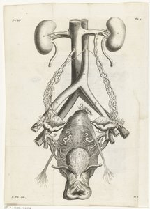 女性の生殖器と腎臓の解剖学的画像 挿絵: Reinier de Graaf, Alle de wercken, アムステルダム, 1686 作： Hendrik Bary