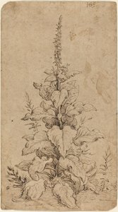 咲くキツネノテブクロ 作： Hendrik Goltzius