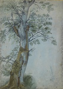 木の研究、1597〜99年（濃い茶色のインクのペン、WCとボディカラーのブラシ、青い紙に白で強調） 作： Hendrik Goltzius