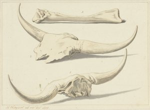 1809 年に洪水で発見されたオーロックスの化石 作： Hendrik Hoogers