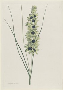 アフリカーンス アイリス (Ixia maculata verdi) 作： Hendrik Schwegman