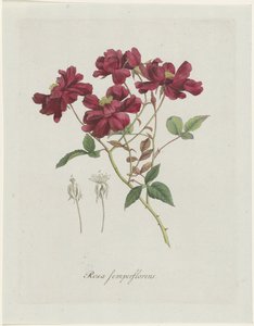 中国ルース (Rosa chinensis Jacq.) Rosa semperflorens (オブジェクトのタイトル)