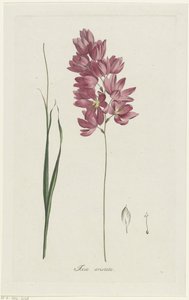 イクシア・パテンスの祖父 Ixia aristata (オブジェクトのタイトル)