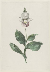 レディーススリッパオーキッド (Cypripedium reginae Walter) 作： Hendrik Schwegman