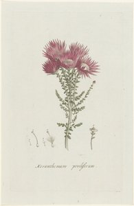 増殖性褐色細胞腫 Xeranthemum proliferum (オブジェクトのタイトル)
