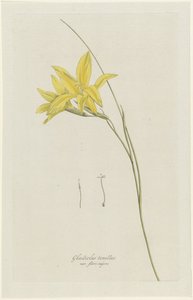 剣ユリ (Gladiolus carinatus Aiton) グラジオラス・テネルス var. flore majore (オブジェクトのタイトル) 作： Hendrik Schwegman
