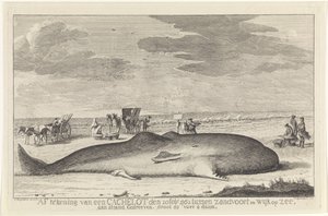 打ち上げられたマッコウクジラ 1762 年 2 月 20 日付けのザントフォールトとウィク オプ ゼーの間のキャッシュロットの図面は、61 フィート 6 ドゥムの大きな浜辺に浮かんでいました。 (オブジェクトのタイトル) 作： Hendrik Spilman