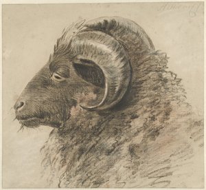 雄羊の頭、左側、横から見た 作： Hendrik Stokvisch