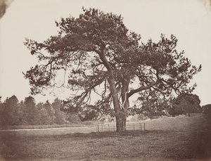 ハミルトン・パレス・パーク（パラソルの松）、1858年頃（写真） 作： アンリ・シャルル・ド・ロスタン