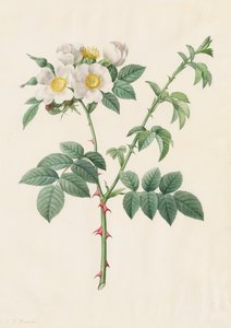 ブライアーブッシュローズまたはドッグローズローザレウカンサ、1817年から1824年。 作： Pierre Joseph Redouté