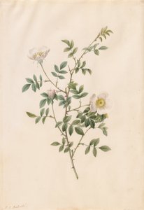 ブライアーブッシュローズまたはドッグローズローザセピウムロゼア、1817年から1824年。 作： Pierre Joseph Redouté