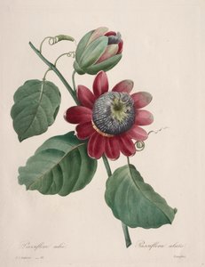 最も美しい花の選択...最も美しい果物：Passiflore ailee、1827。 作： Pierre Joseph Redouté