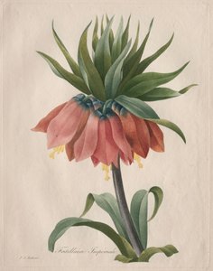 クラウンインペリアルフリチラリー、1827年。