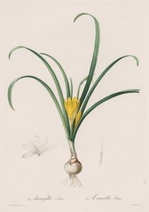 ユリ科：アマリリスルーテス、1802-1816。 作： Pierre Joseph Redouté