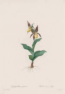 Les liliacees：1802-1816、オレンジモナーク。 作： Pierre Joseph Redouté