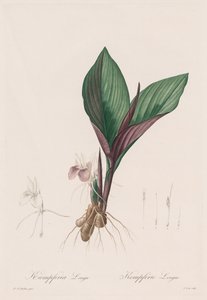 ユリ科：ケンフェリアロンガ、1802-1816。 作： Pierre Joseph Redouté