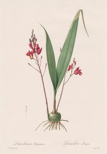 Les liliacees：Limodorum rosy 1802-1816。