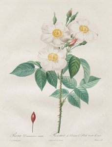 レローズ：ローザダマスセナ、スバルバ、1817年から1824年。 作： Pierre Joseph Redouté