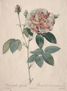 バラ：ローザ・ガリカ、1817-1824。 作： Pierre Joseph Redouté