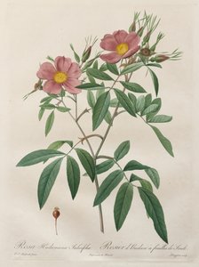バラ：ローザハドソニアーナサリシフォリア、1817年から1824年。 作： Pierre Joseph Redouté