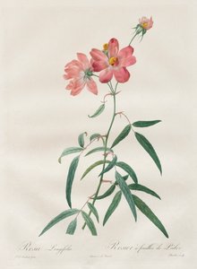 バラ：ロサロンギフォリア、1817年から1824年。