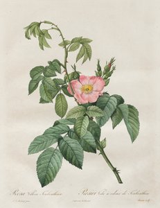 バラ：ロサヴィッローザテレベンティナ、1817年から1824年。 作： Pierre Joseph Redouté