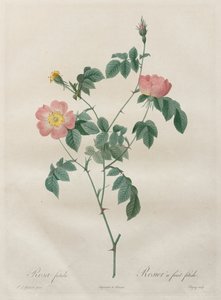 バラ：ローザインディカ、1817年から1824年。 作： Pierre Joseph Redouté