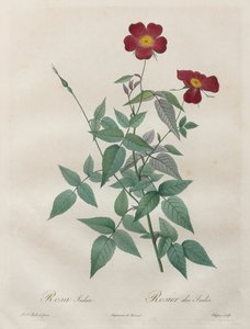バラ：ローザインディカ、1817年から1824年。 作： Pierre Joseph Redouté