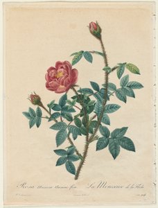 モス・ローズ、1817-1824。 作： Pierre Joseph Redouté