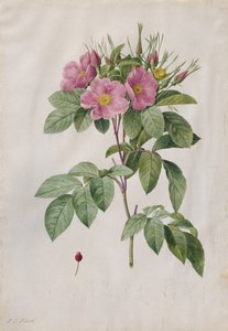 牧草地のローズローザカロライナコリンボサ、1817年から1824年。 作： Pierre Joseph Redouté