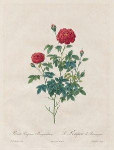 ポンポンローズ、1817年から1824年。