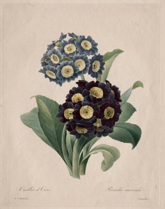 プリムラアウリキュラ、1827年。 作： Pierre Joseph Redouté