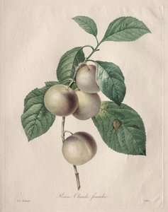 クイーンクロードプラム、1827年。 作： Pierre Joseph Redouté