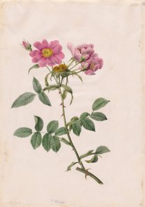 ローザモンソニアーナの丘、1817年から1824年。 作： Pierre Joseph Redouté