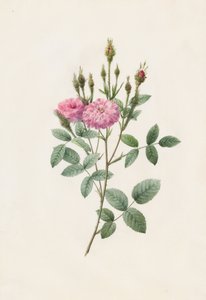 ローザポンポニアーナムスコサ、1817年から1824年。