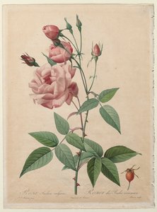 バラ：中国またはベンガルローズ、1817年から1824年。 作： Pierre Joseph Redouté