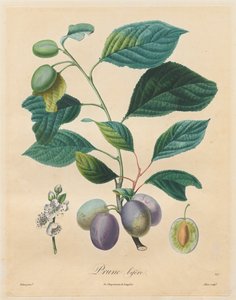 果樹に関する論文: Bifer Plum