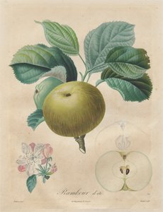 果樹の扱い：Summer rambour、1808-1835。 作： Henri Louis Duhamel du Monceau