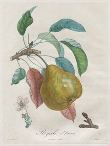 果樹論 ウィンターロイヤル 作： Henri Louis Duhamel du Monceau
