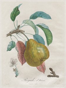 果樹の扱い：Royal dhiver、1808-1835。 作： Henri Louis Duhamel du Monceau
