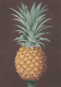 滑らかな葉の緑のアンティグア パイン、1807 年。