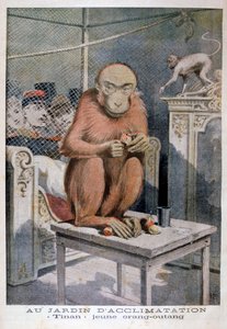 オランウータンのティナン、1896年 作： Henri Meyer