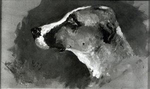 耳の短い犬の頭、1879年 作： Henri de Toulouse Lautrec